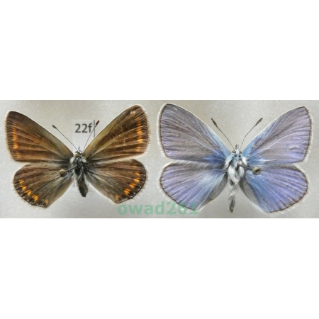 Polyommatus icarus (Rottemburg, 1775) pair Czech22f